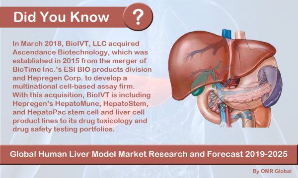 Human liver model Market Report